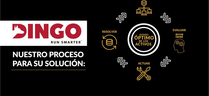 Dingo: Nuestro Proceso Para Su Solución (Infografía)